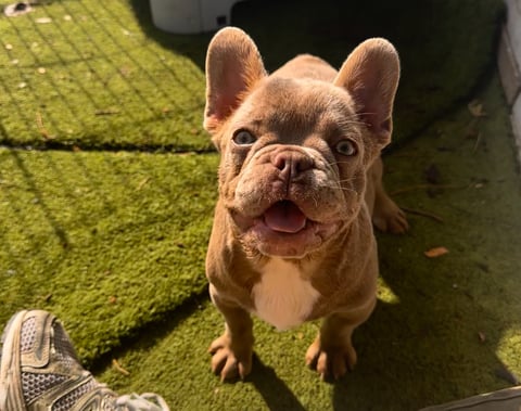 Jenone French Bulldog Puppy