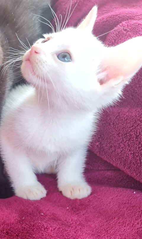 Male white kitten