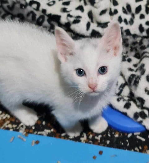 Female white kitten