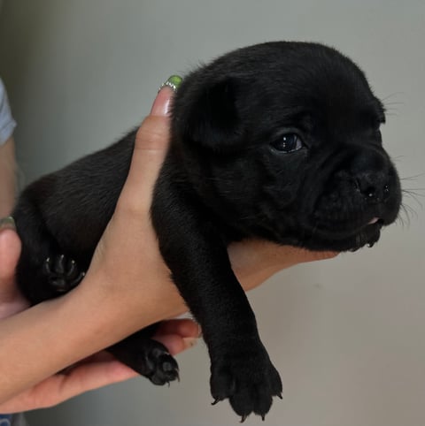 Black male