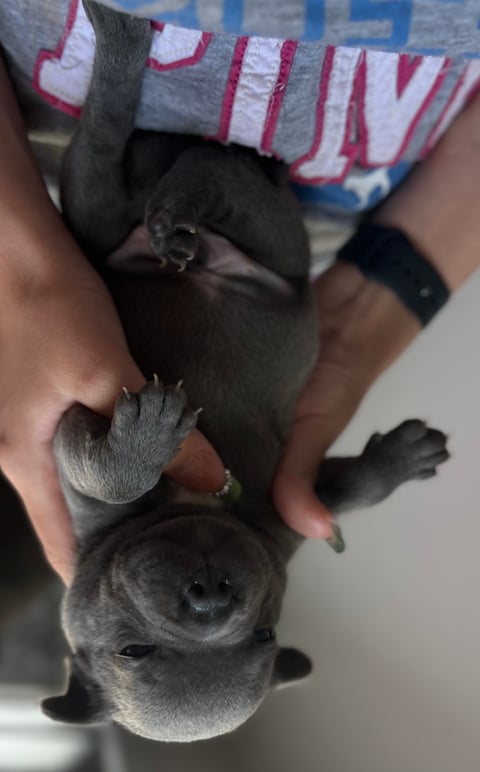 Blue male
