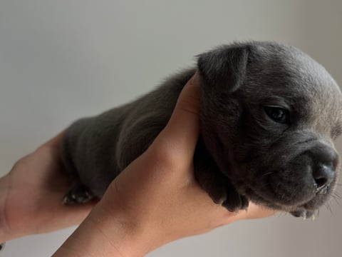 Blue male