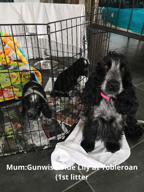Lily - TOBLEROAN Cocker Spaniels