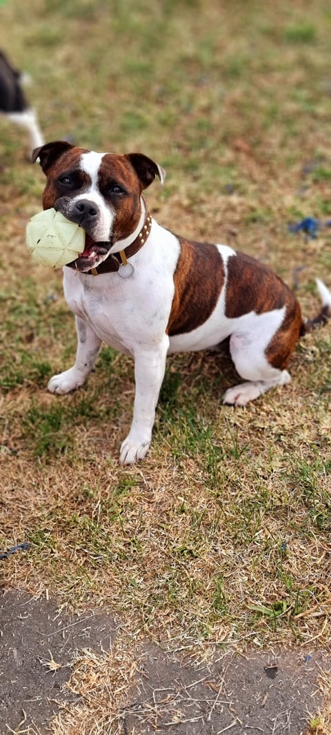 ROCKINANGEL STAFFORDSHIRE BULL TERRIERS 