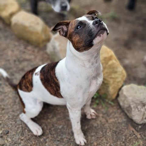 ROCKINANGEL STAFFORDSHIRE BULL TERRIERS 