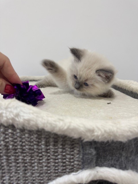 Blue Point Ragdoll Kitten