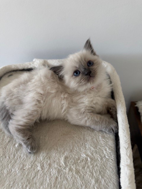 Blue Point Ragdoll Kitten