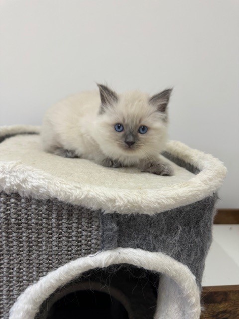 Blue Point Ragdoll Kitten