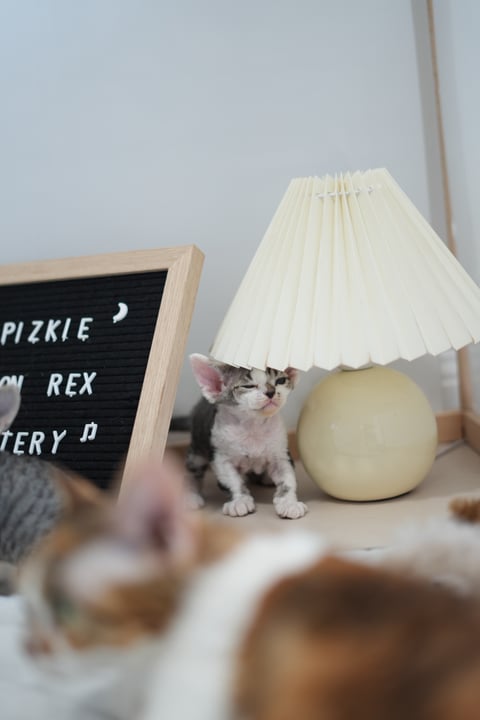 Pizkie Devon Rex Kittens