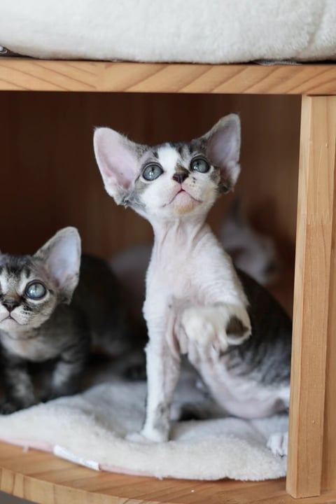 Pizkie Devon Rex Kittens