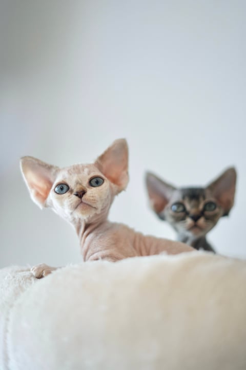 Pizkie Devon Rex Kittens