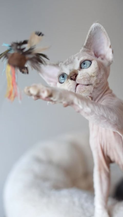 Pizkie Devon Rex Kittens