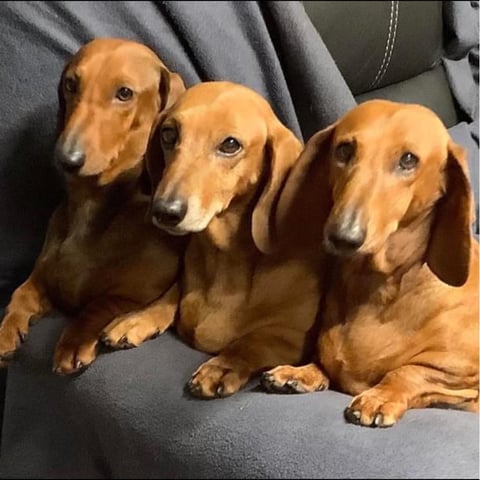 Dachshund Puppies