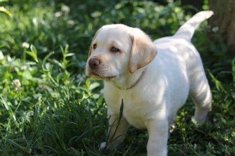 Kumpel Yellow Labrador Pups