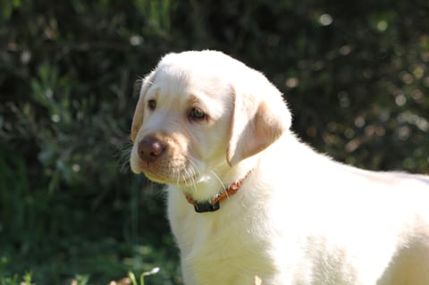 Kumpel Labrador Puppy