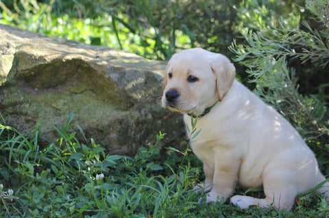 Yellow Labrador Pup