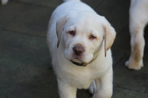 Yellow Labrador Puppy