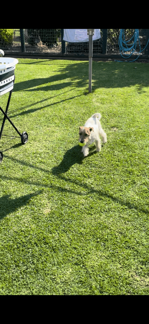 Jack Russell Terrier Puppy