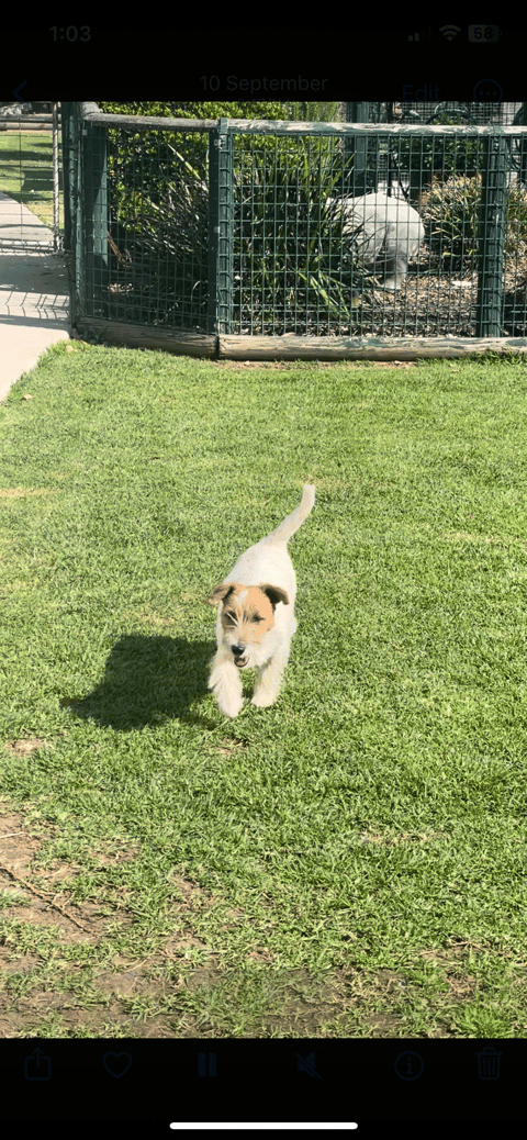 Jack Russell Terrier Puppy