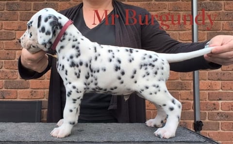 Mr Burgundy (wonderdal ice and easy)