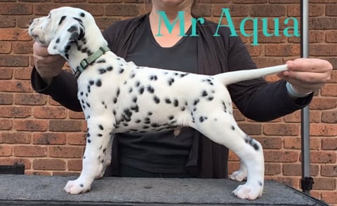 Mr Aqua (Wonderdal Ice Ice Baby)