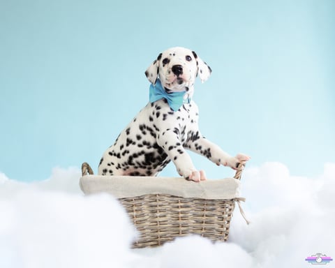 Mr Aqua (Wonderdal Ice Ice Baby) 