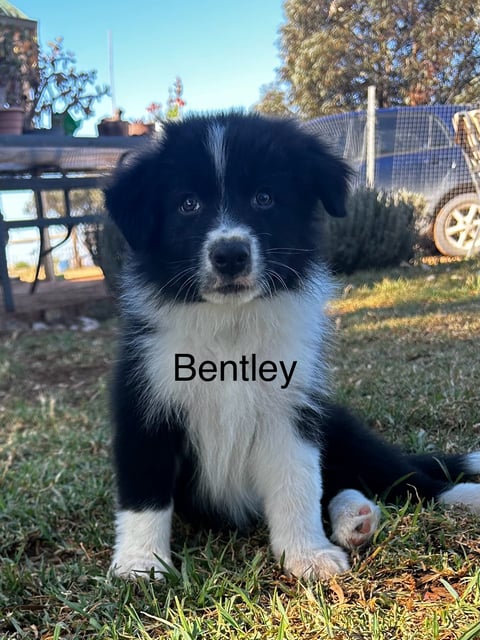 Purebred Quality Border Collie pup