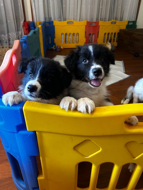 Quality Border Collie puppies