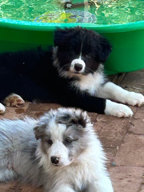 Purebred Border Collie puppies