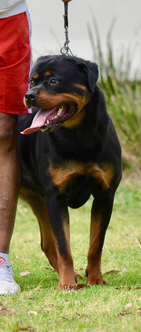 Luna - Female Rottweiler 