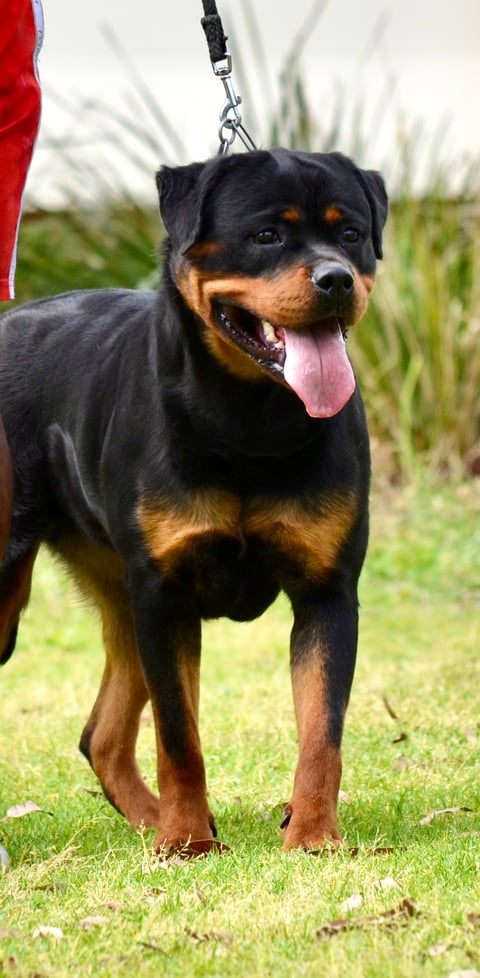 Adult Female Rottweiler 