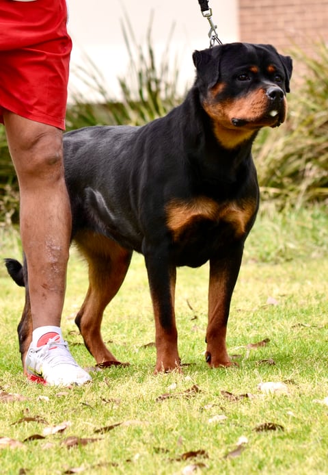 Multi V Rated Rottweiler Adult Female