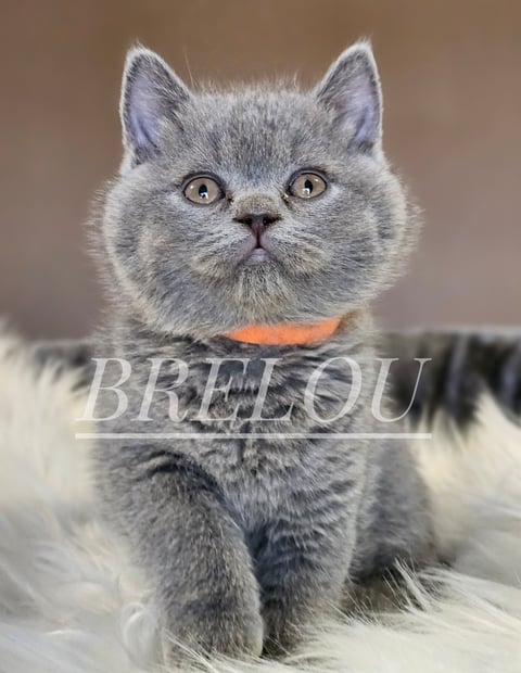 PEDIGREE BRITISH SHORTHAIR KITTEN