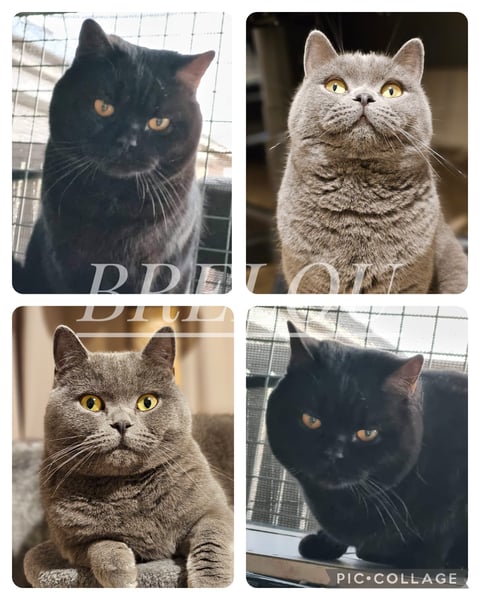 PEDIGREE BRITISH SHORTHAIR KITTENS