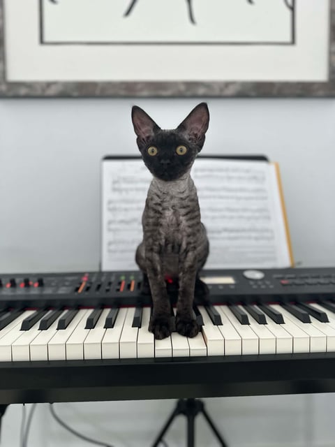 Previous Litter - Black Smoke