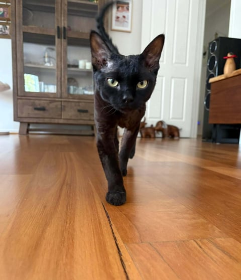 Previous Litter - Black