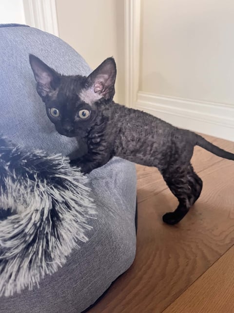 Previous Litter