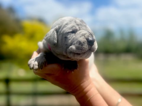 Hot pink collar - Blue merle female