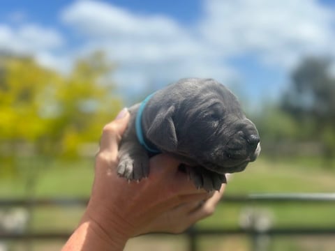 Light blue collar - blue male 