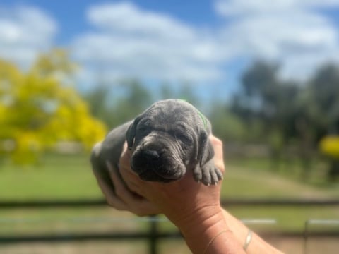 Light green collar - blue male 