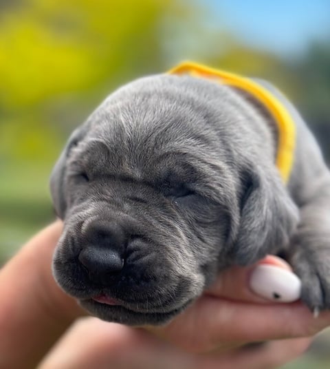 yellow collar - blue female 