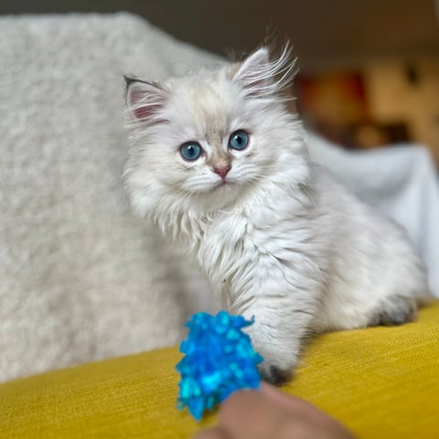 British Longhair Kitten