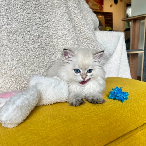 British Longhair Kitten