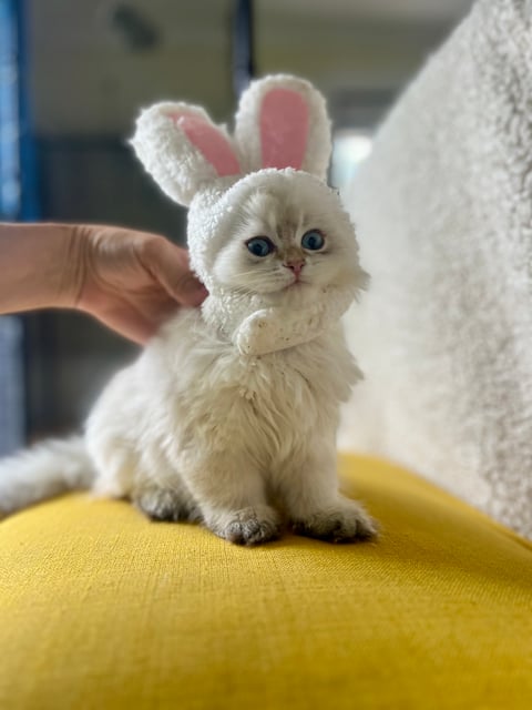 Golden Point - British Longhair -