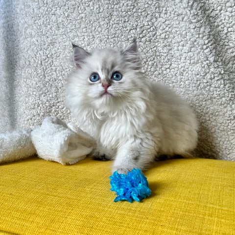 Golden Point - British Longhair 