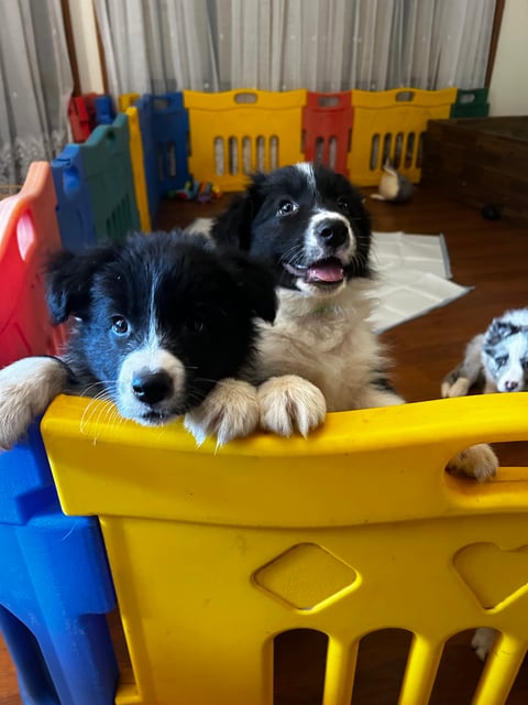 Purebred Border Collie Puppies