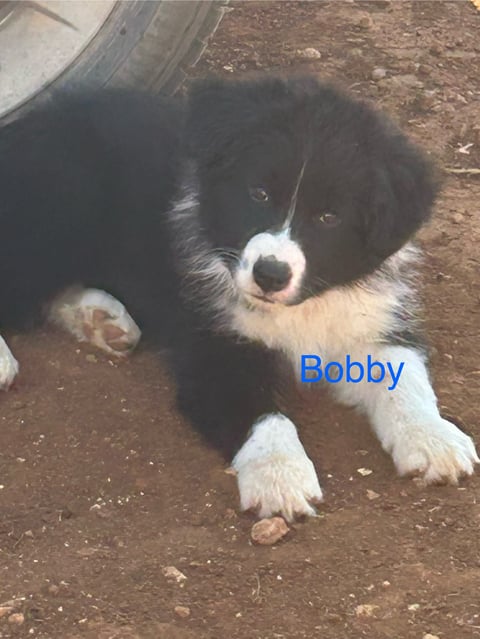 Purebred Border Collie Puppy