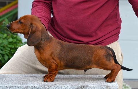 VONPADICKAL Male Dachshund Puppy for Sale