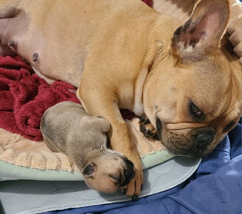 French bulldog Puppy Available