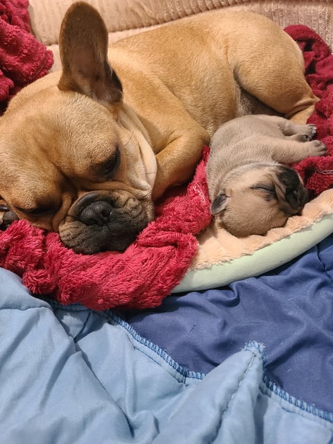 French bulldog Puppy Available